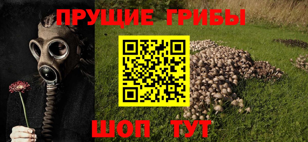 Псилоцибиновые грибы Cubensis  Вход с VPN  Псилоцибиновые грибы Psilocybine cubensis  Минеральные Воды 